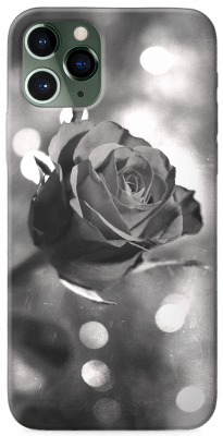 B&W Rose